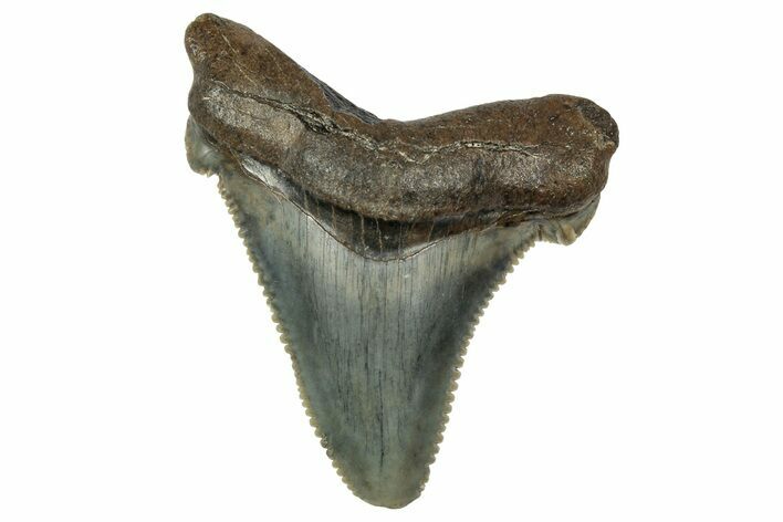 Serrated Angustidens Tooth - Megalodon Ancestor #340372